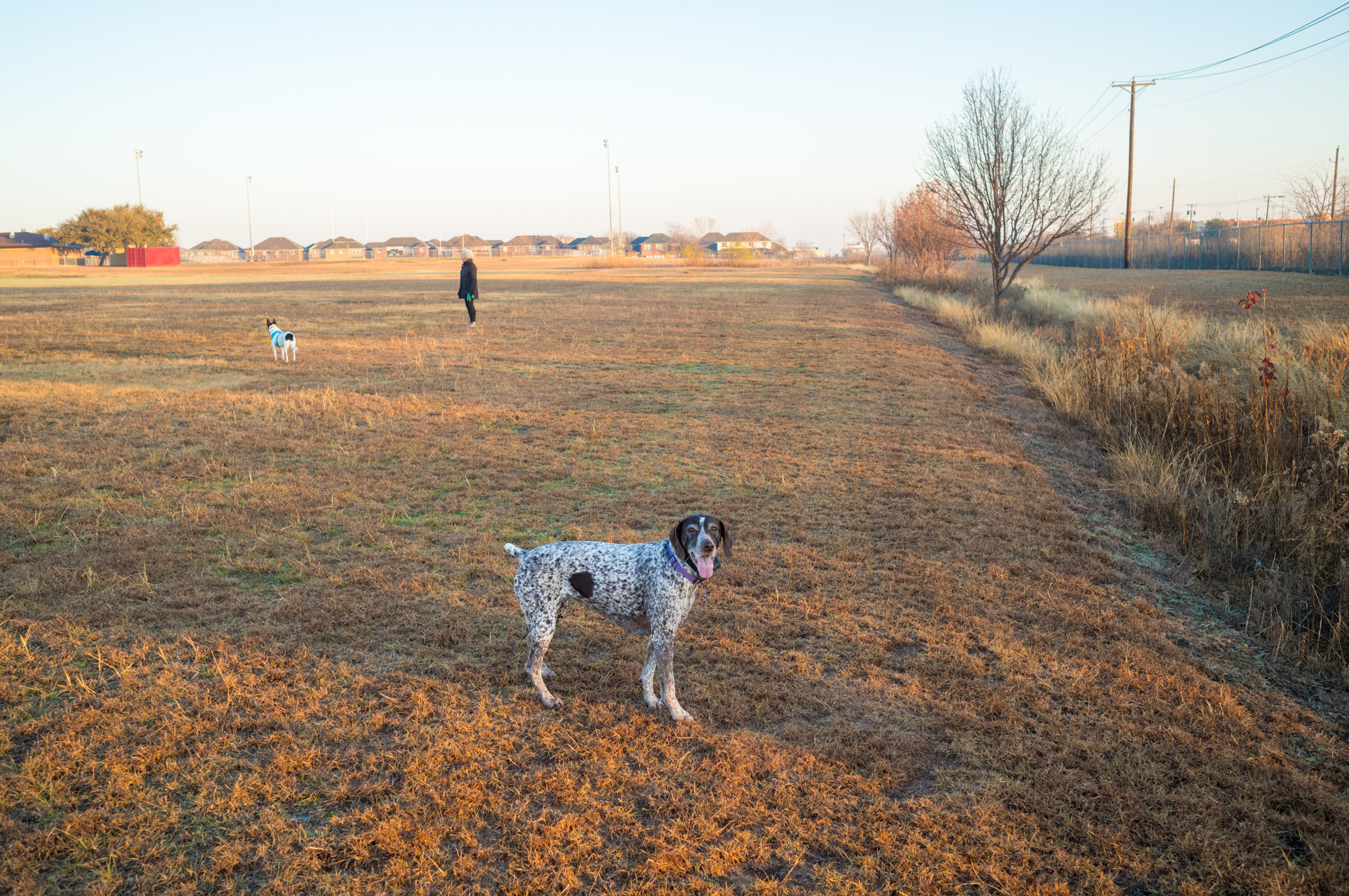 two dogs and person        s
